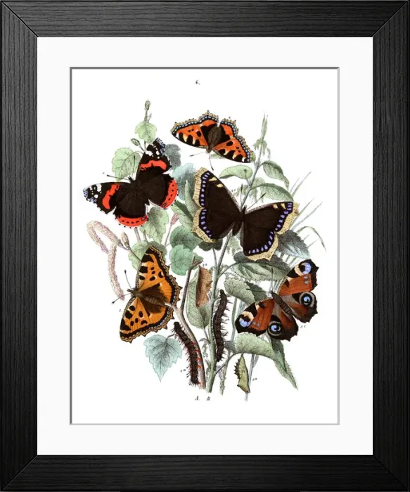 Framed Print : Illustration, Nymphalidae Framed Print : Illustration, Nymphalidae