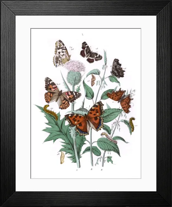 Framed Print : Illustration, Nymphalidae Framed Print : Illustration, Nymphalidae