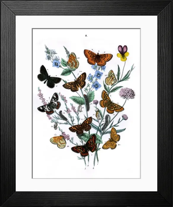 Framed Print : Illustration, Nymphalidae Framed Print : Illustration, Nymphalidae