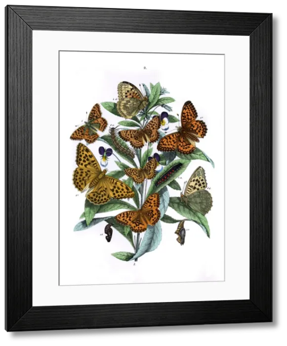 Framed Print : Illustration, Nymphalidae Framed Print : Illustration, Nymphalidae