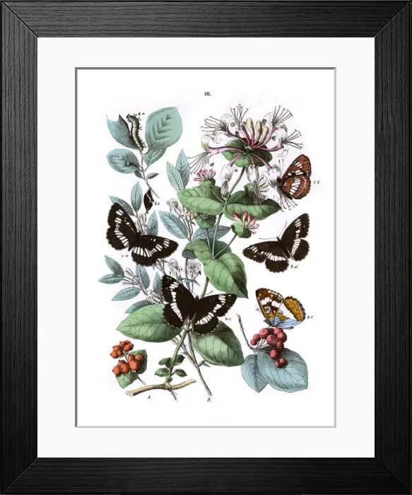 Framed Print : Illustration, Nymphalidae Framed Print : Illustration, Nymphalidae