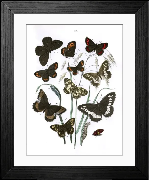 Framed Print : Illustration, Satyridae Framed Print : Illustration, Satyridae