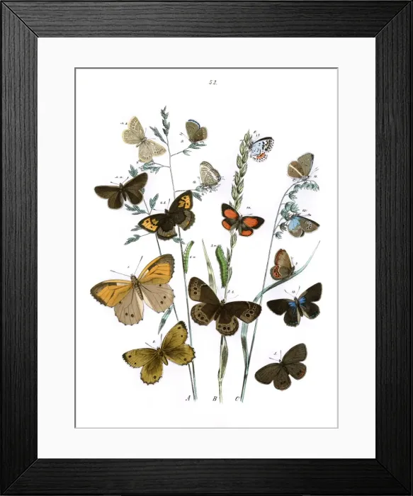 Framed Print : Illustration, Rhopalocera Framed Print : Illustration, Rhopalocera