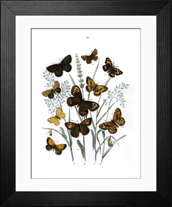 Framed Print : Illustration, Satyridae -- Libytheidae -- Erycinidae Framed Print : Illustration, Satyridae -- Libytheidae -- Erycinidae