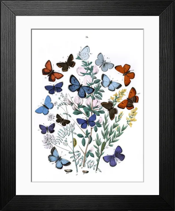 Framed Print : Illustration, Lycaenidae Framed Print : Illustration, Lycaenidae