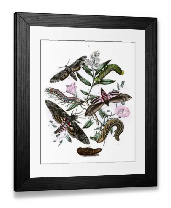 Framed Print : Illustration, Sphingidae Framed Print : Illustration, Sphingidae