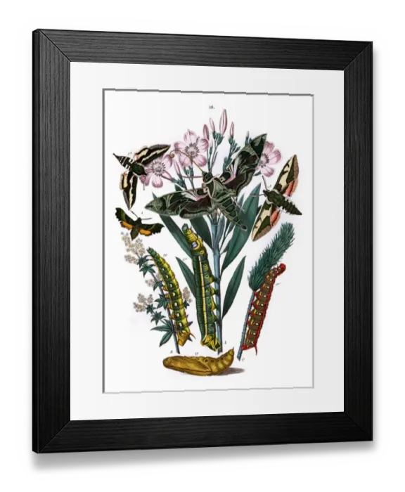 Framed Print : Illustration, Sphingidae Framed Print : Illustration, Sphingidae