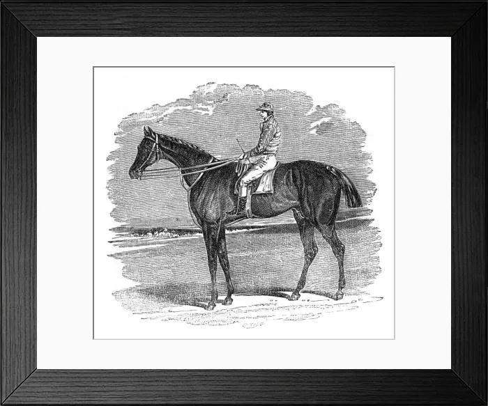 Framed Print : Illustration, Birmingham, winner of the St Leger Stakes Framed Print : Illustration, Birmingham, winner of the St Leger Stakes