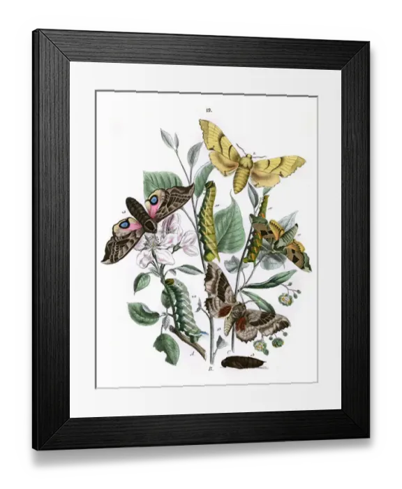 Framed Print : Illustration, Sphingidae Framed Print : Illustration, Sphingidae