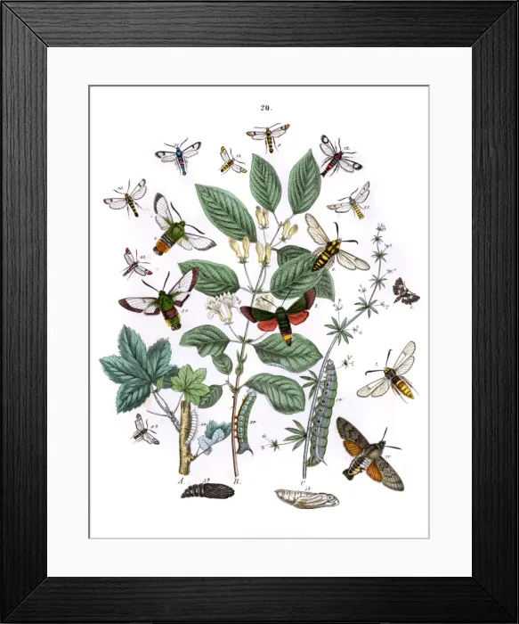 Framed Print : Illustration, Sphingidae -- Thyrididae -- Sesiidae Framed Print : Illustration, Sphingidae -- Thyrididae -- Sesiidae
