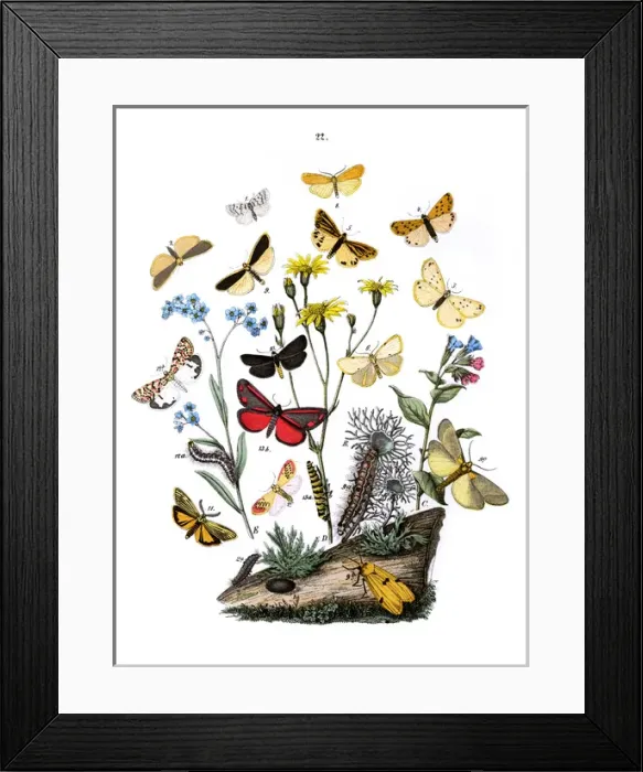 Framed Print : Illustration, Lithosidae -- Arctiidae Framed Print : Illustration, Lithosidae -- Arctiidae