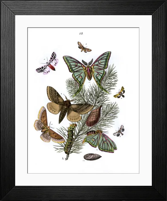 Framed Print : Illustration, Bombyces Framed Print : Illustration, Bombyces