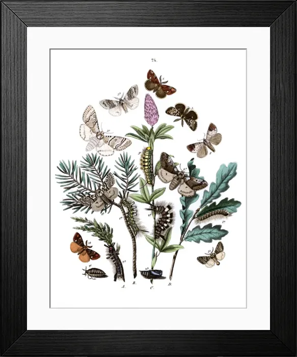 Framed Print : Illustration, Liparidae -- Notodontidae Framed Print : Illustration, Liparidae -- Notodontidae