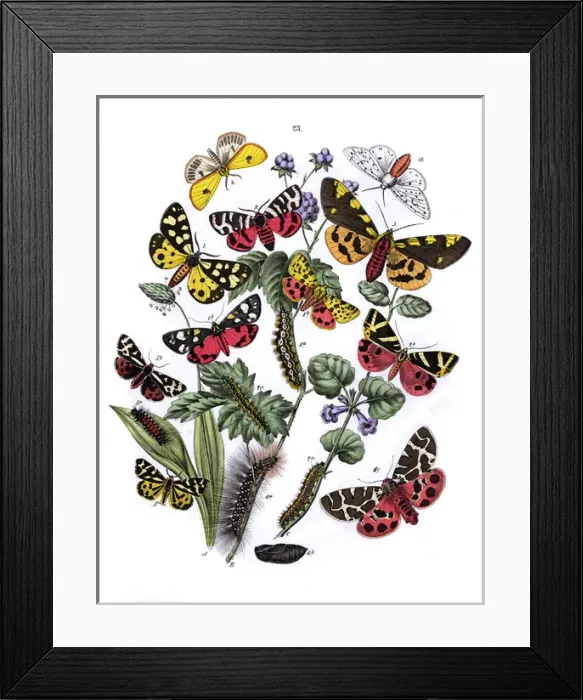 Framed Print : Illustration, Arctiidae Framed Print : Illustration, Arctiidae