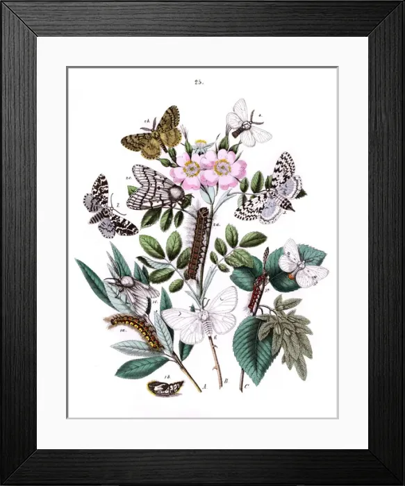 Framed Print : Illustration, Liparidae -- Bombycoidae Framed Print : Illustration, Liparidae -- Bombycoidae