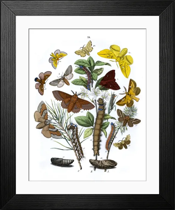 Framed Print : Illustration, Lasiocampidae Framed Print : Illustration, Lasiocampidae