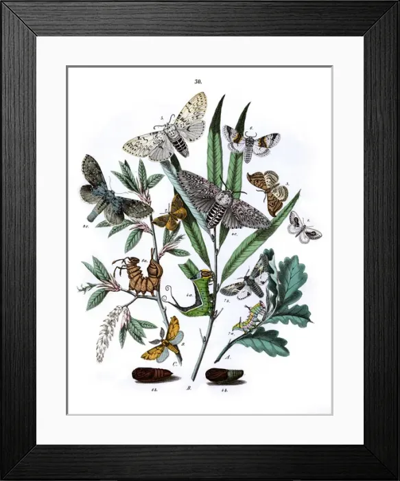 Framed Print : Illustration, Drepanulidae -- Notodontidae Framed Print : Illustration, Drepanulidae -- Notodontidae