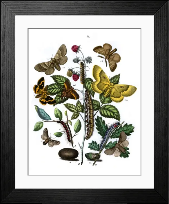 Framed Print : Illustration, Lasiocampidae Framed Print : Illustration, Lasiocampidae