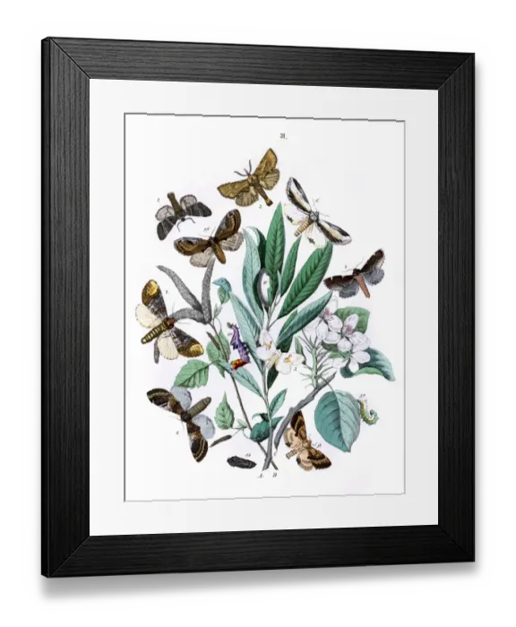 Framed Print : Illustration, Notodontidae Framed Print : Illustration, Notodontidae