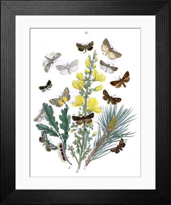 Framed Print : Illustration, Bombycoidae -- Acronyctidae -- Orthosiidae Framed Print : Illustration, Bombycoidae -- Acronyctidae -- Orthosiidae