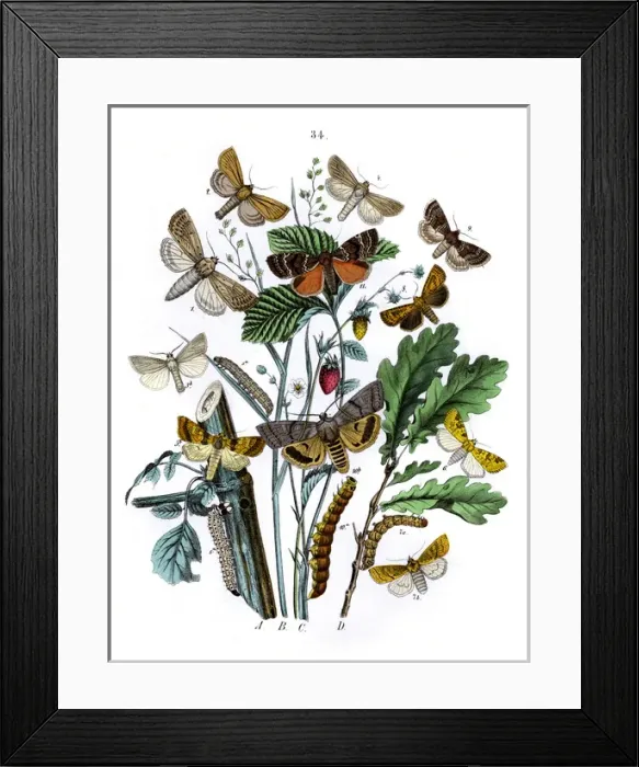 Framed Print : Illustration, Orthosiidae Framed Print : Illustration, Orthosiidae