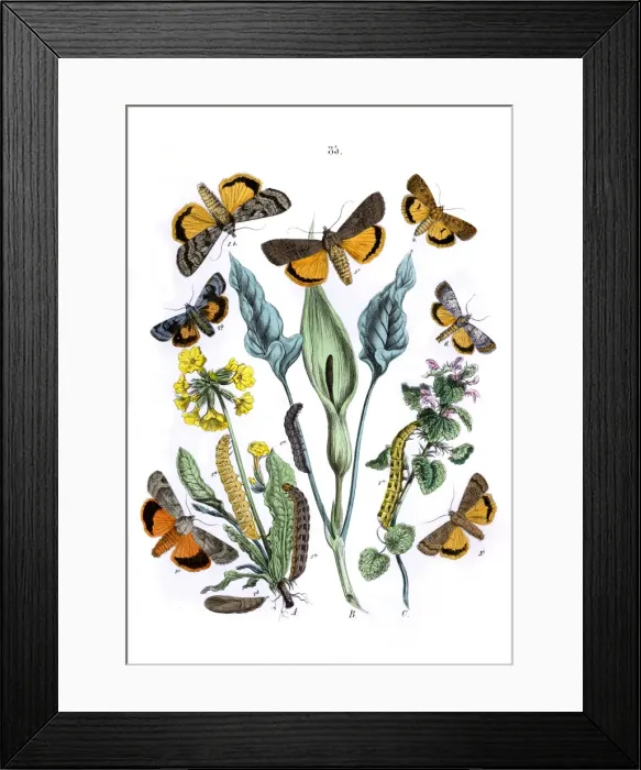 Framed Print : Illustration, Agrotidae Framed Print : Illustration, Agrotidae
