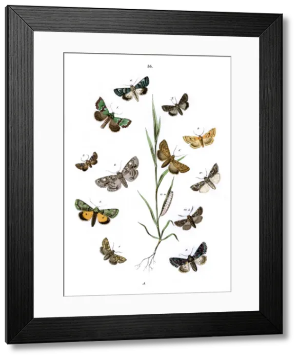 Framed Print : Illustration, Noctuae Framed Print : Illustration, Noctuae