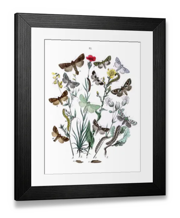 Framed Print : Illustration, Orthosiidae -- Hadenidae Framed Print : Illustration, Orthosiidae -- Hadenidae