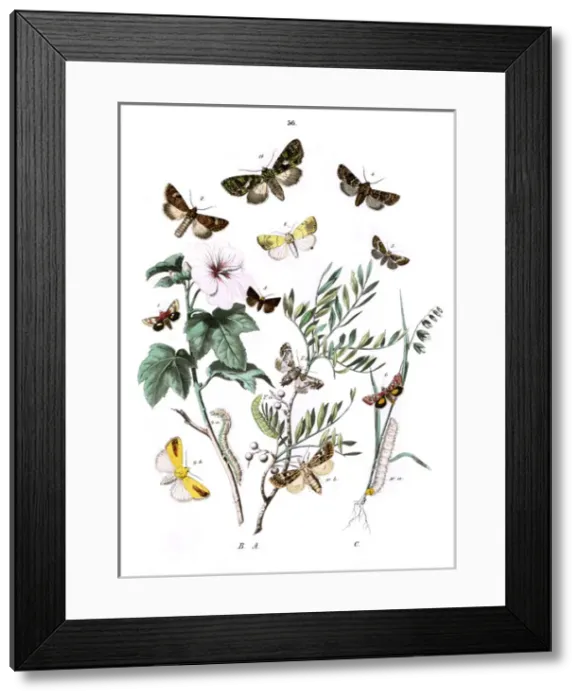 Framed Print : Illustration, Noctuae Framed Print : Illustration, Noctuae