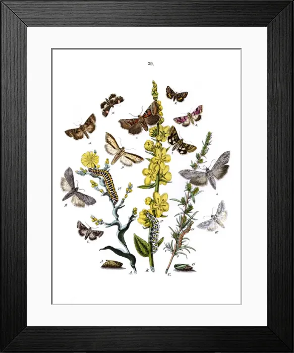 Framed Print : Illustration, Orthosiidae -- Cleophanidae -- Cucullidae etc Framed Print : Illustration, Orthosiidae -- Cleophanidae -- Cucullidae etc
