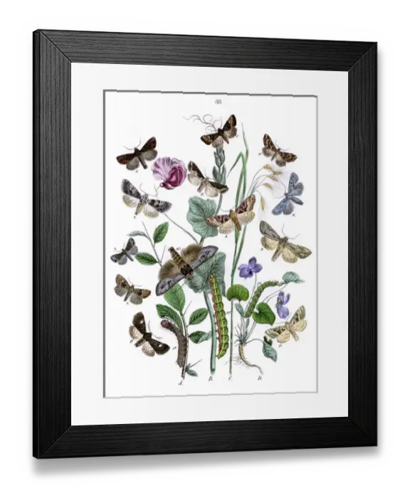 Framed Print : Illustration, Hadenidae -- Xylinidae Framed Print : Illustration, Hadenidae -- Xylinidae