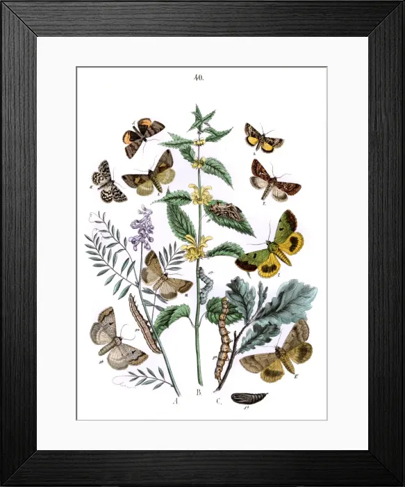 Framed Print : Illustration, Plusiidae -- Ophiusidae -- Toxocampidae Framed Print : Illustration, Plusiidae -- Ophiusidae -- Toxocampidae