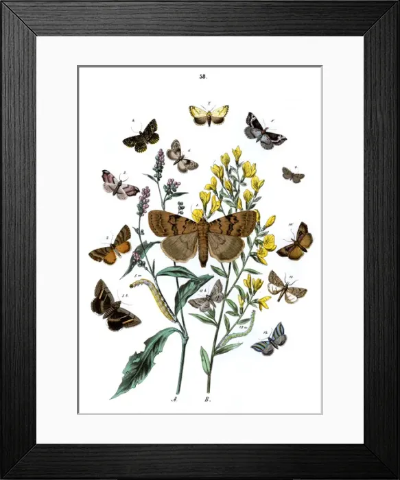 Framed Print : Illustration, Noctuae -- Nycteolidae Framed Print : Illustration, Noctuae -- Nycteolidae