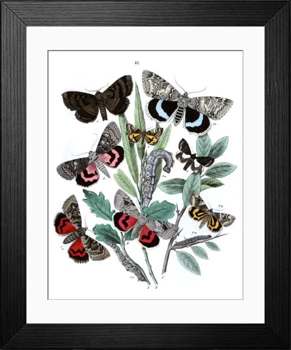 Framed Print : Illustration, Hadenidae -- Ophiusidae -- Brephidae Framed Print : Illustration, Hadenidae -- Ophiusidae -- Brephidae