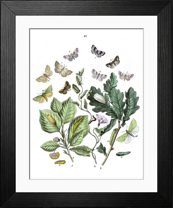 Framed Print : Illustration, Noctuophalaenidae -- Deltoididae etc Framed Print : Illustration, Noctuophalaenidae -- Deltoididae etc