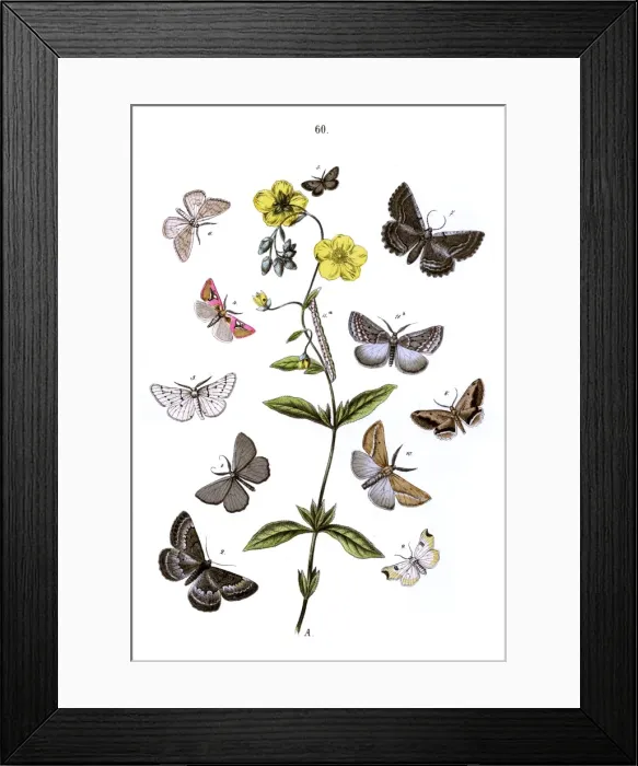 Framed Print : Illustration, Geometrae Framed Print : Illustration, Geometrae