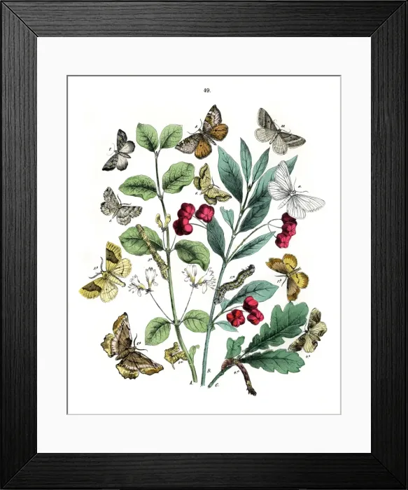 Framed Print : Illustration, Dendrometridae Framed Print : Illustration, Dendrometridae