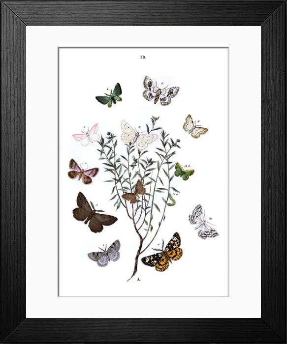 Framed Print : Illustration, Geometrae Framed Print : Illustration, Geometrae