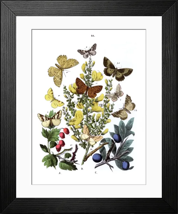 Framed Print : Illustration, Dendrometridae Framed Print : Illustration, Dendrometridae