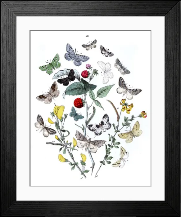 Framed Print : Illustration, Dendrometridae -- Phytometridae Framed Print : Illustration, Dendrometridae -- Phytometridae