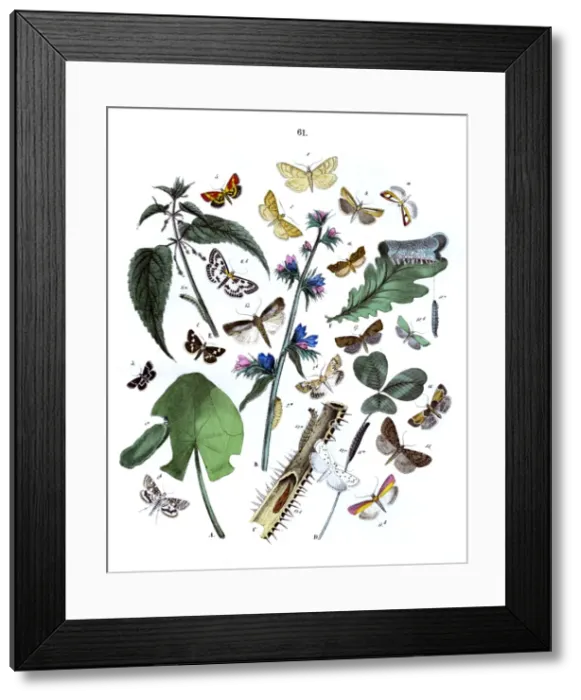 Framed Print : Illustration, Pyrales -- Tortrices Framed Print : Illustration, Pyrales -- Tortrices