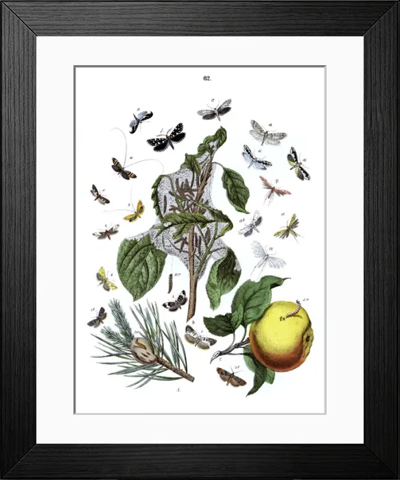 Framed Print : Illustration, Tortrices -- Tineae -- Pterophori Framed Print : Illustration, Tortrices -- Tineae -- Pterophori