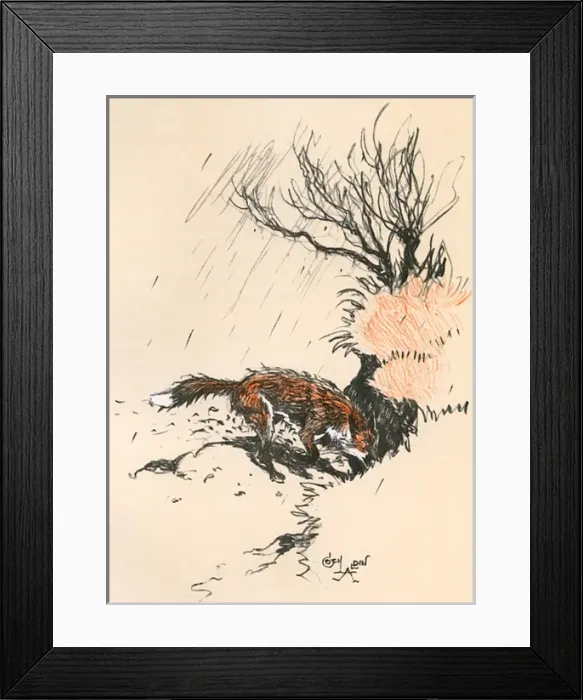 Framed Print : An old dog fox scratching at the ground Framed Print : An old dog fox scratching at the ground