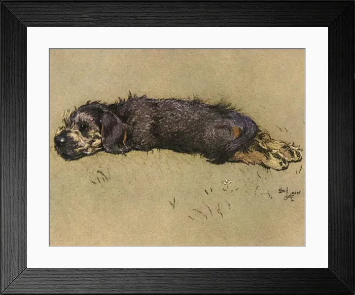 Framed Print : Small brown puppy Framed Print : Small brown puppy