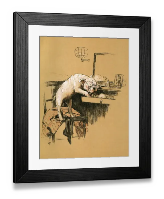 Framed Print : White bulldog puppy looking for chocolates Framed Print : White bulldog puppy looking for chocolates