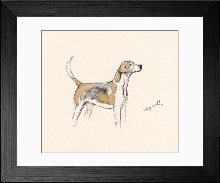 Framed Print : Hound of the Meynell Hunt, Staffordshire Framed Print : Hound of the Meynell Hunt, Staffordshire