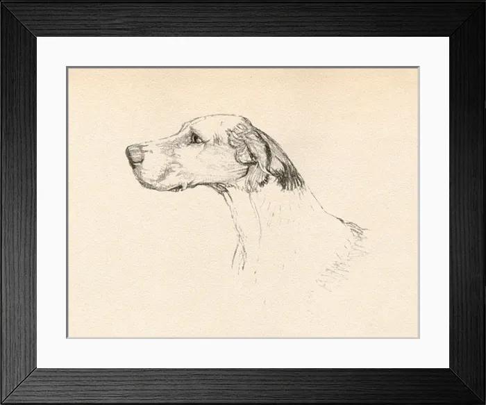 Framed Print : Sketch of a hounds head in profile Framed Print : Sketch of a hounds head in profile