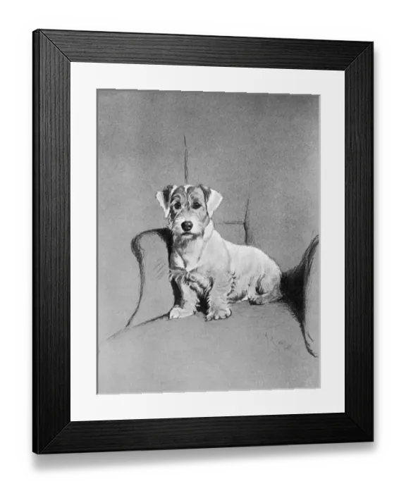 Framed Print : Small terrier sitting in a chair Framed Print : Small terrier sitting in a chair