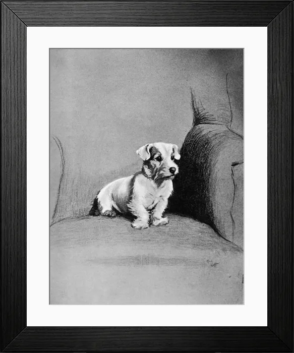 Framed Print : Small terrier sitting in a chair Framed Print : Small terrier sitting in a chair