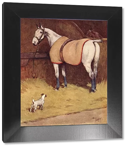 Illustration, Peter, the fox terrier, in the stables